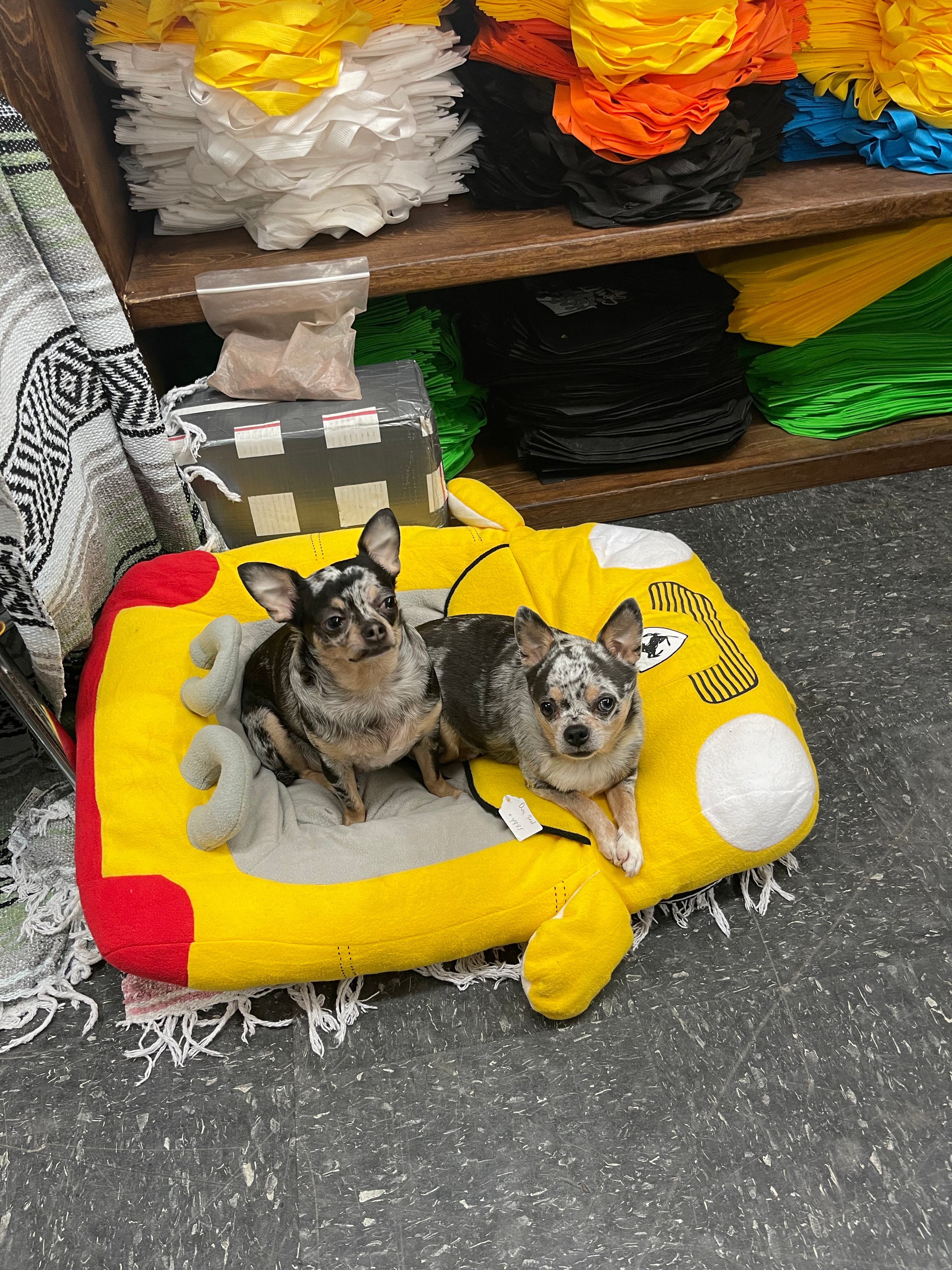 Discount taco dog bed Free Shipping