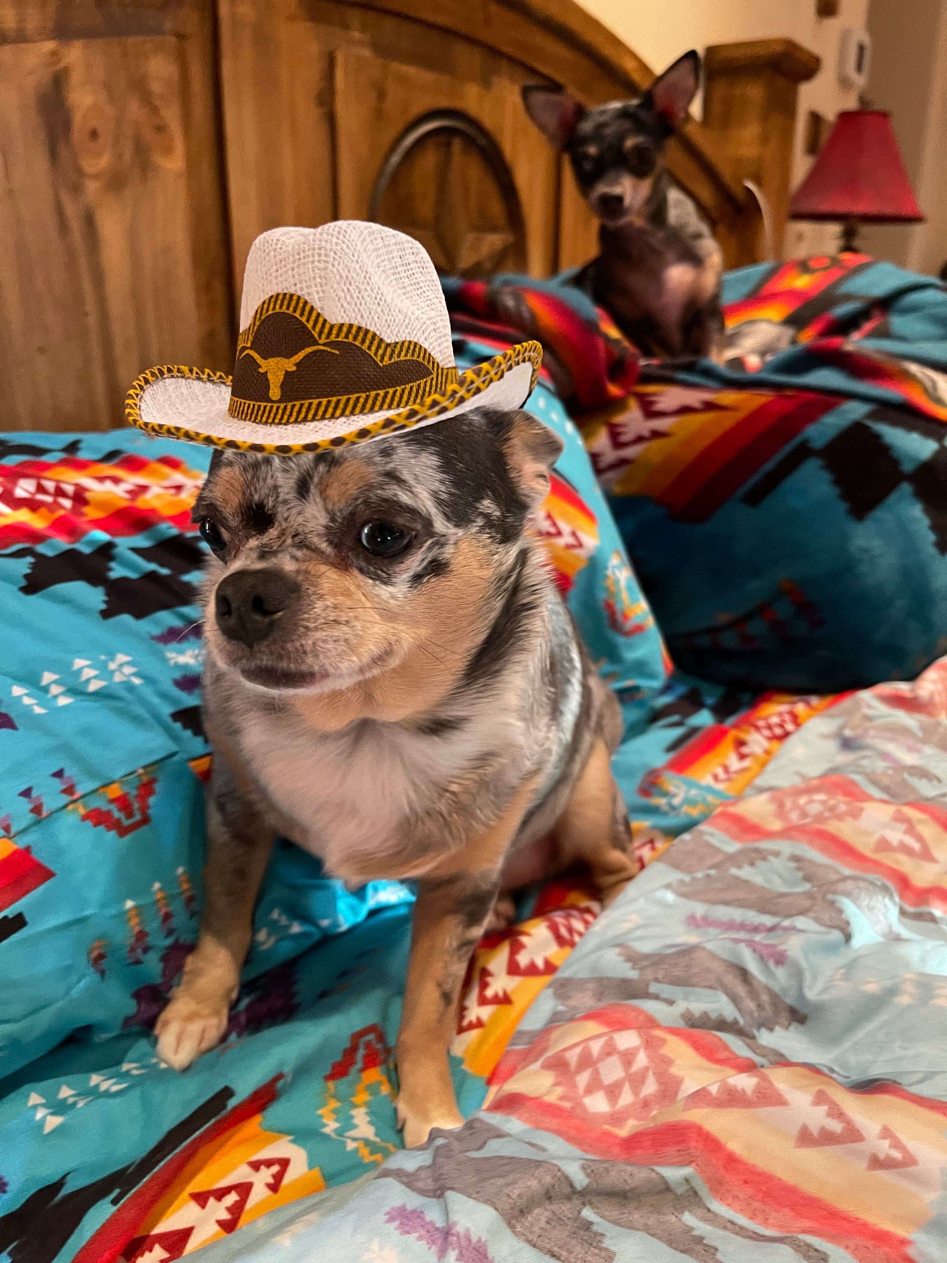 Pet cowboy hat Dog or cat Southwest Bedazzle