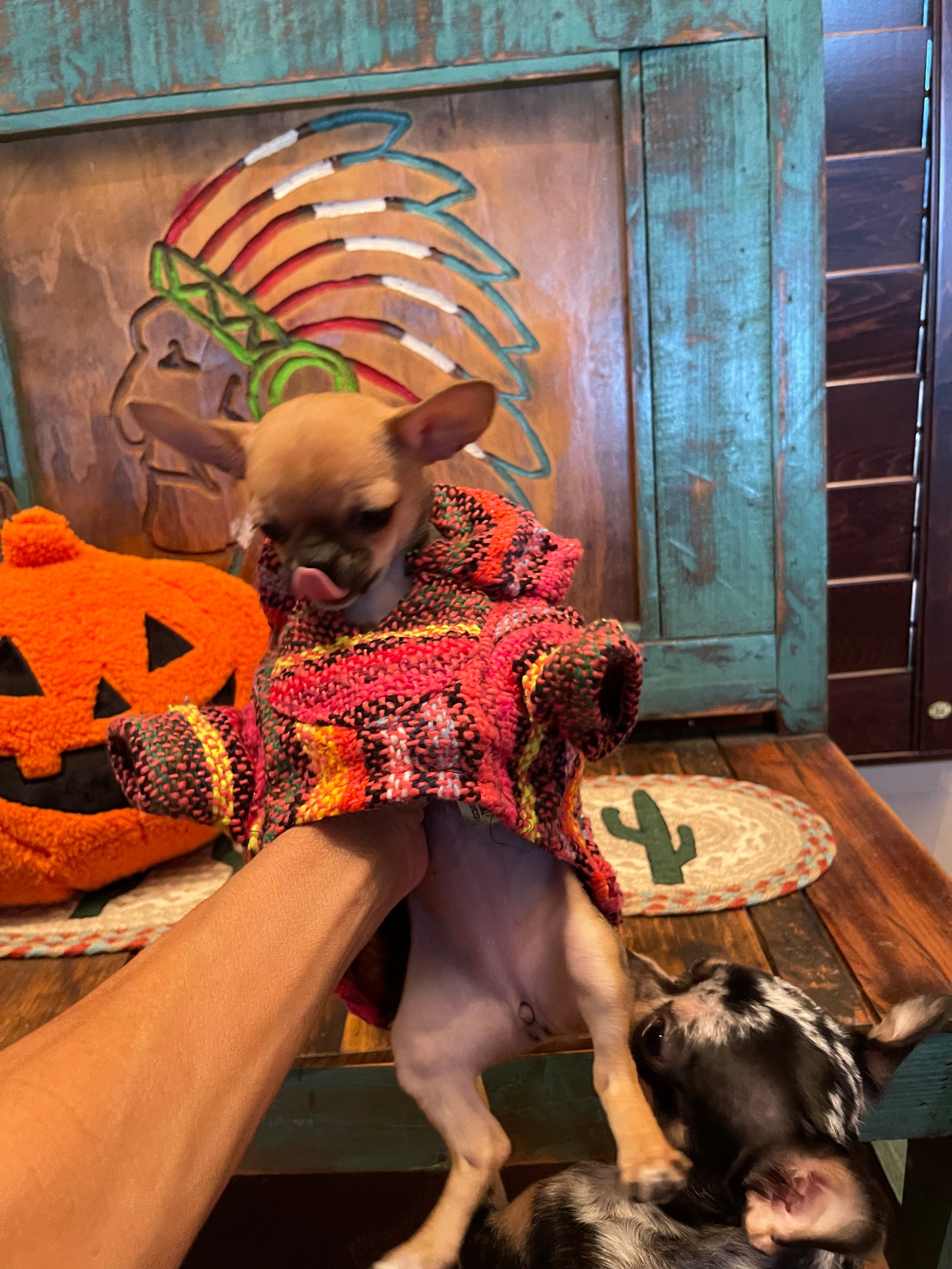 🐶XS DOG PONCHO 1-4 pounds – Southwest Bedazzle